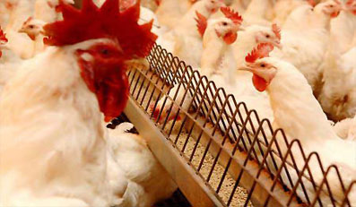 Poultry Poultry