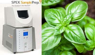 basil basil